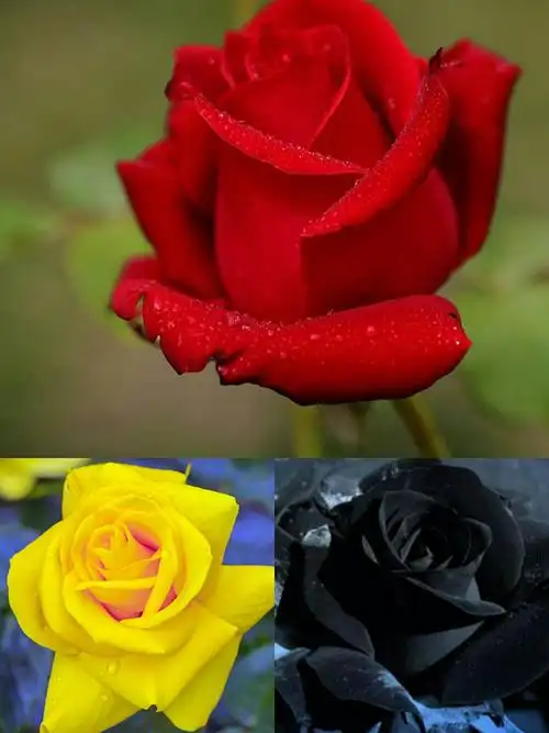 写一种植物—— 我喜欢的玫瑰花