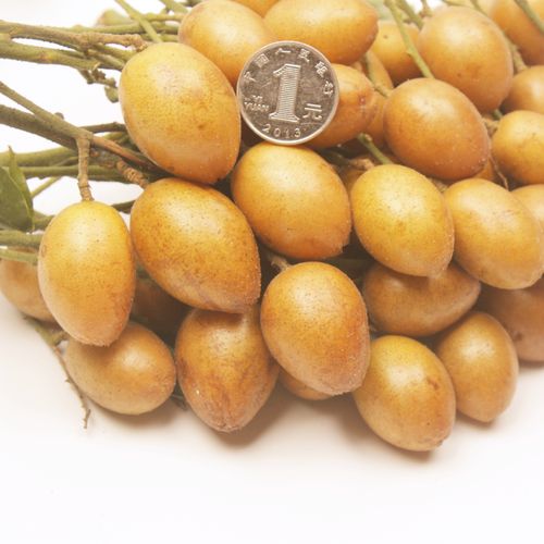 良种苗郁南无核黄皮十年大树苗大鸡心黄皮嫁接苗果树苗年结果大苗