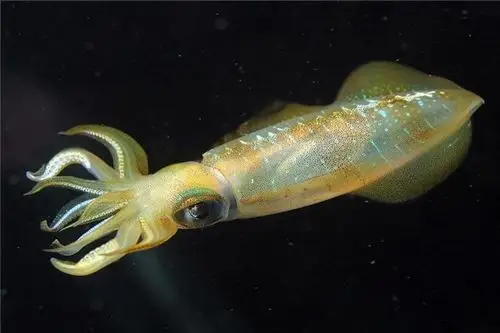 大王酸浆鱿和大王乌贼的天敌都是抹香鲸,虽然大王酸浆鱿的体积比大王