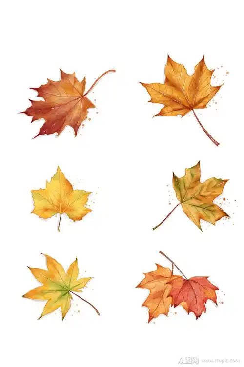 手绘枫叶水彩素材秋天落叶
