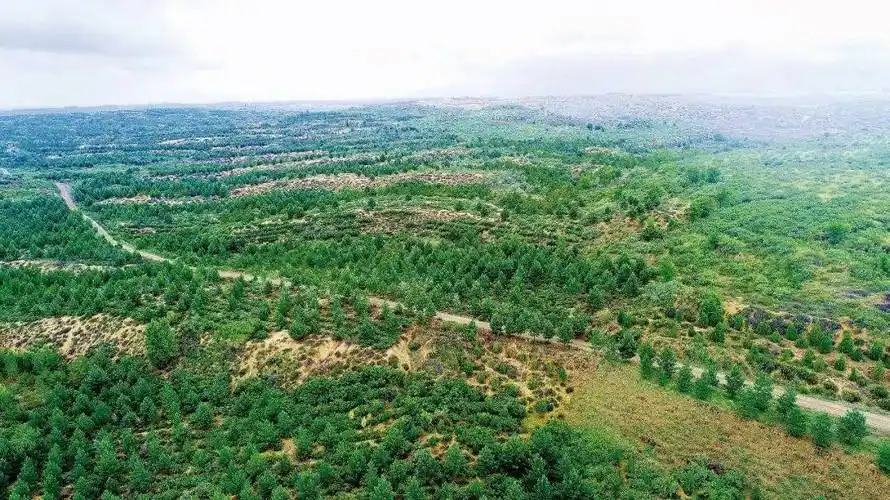 14张对比照片,见证中国沙区黄绿之变_塞罕坝_治沙_柯柯牙