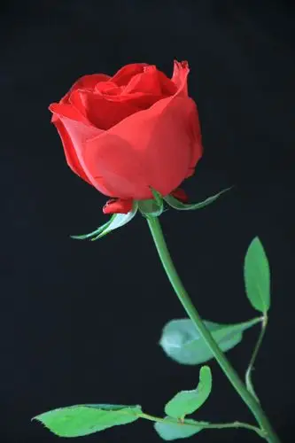 一支红玫瑰