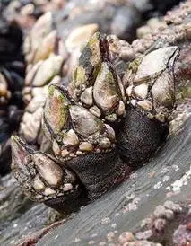 鹅颈藤壶多少钱一斤