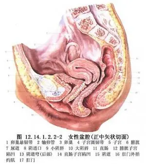 基于以上的认识,笔者提出经骶部至会阴的后方正中纵切口,彻底解剖肌肉