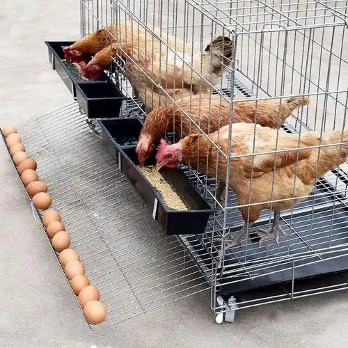 鸡笼子养殖笼家用大号特大号养鸡笼子产蛋鸡鸡笼子家用鸡笼家庭装