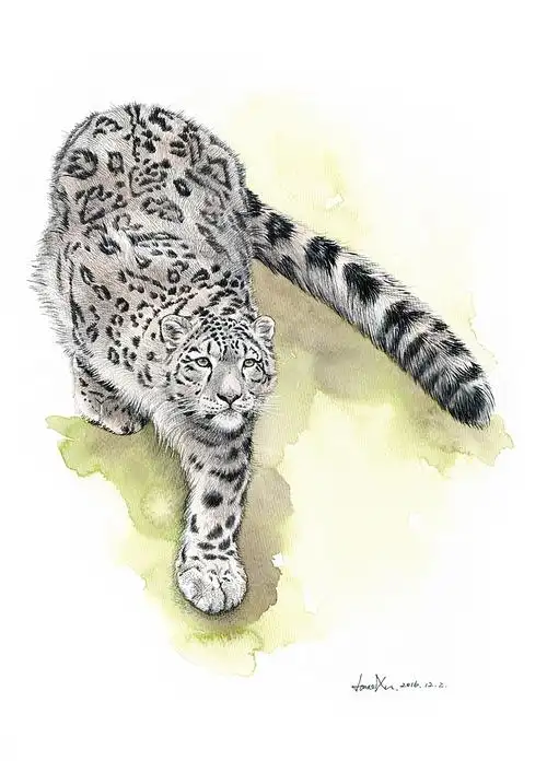许宁动物水彩 野生大猫们