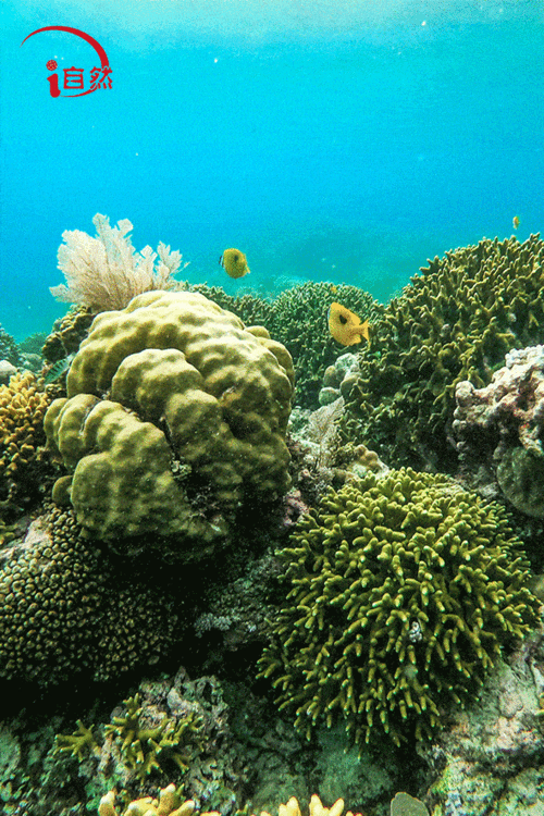 守护好海洋"热带雨林"