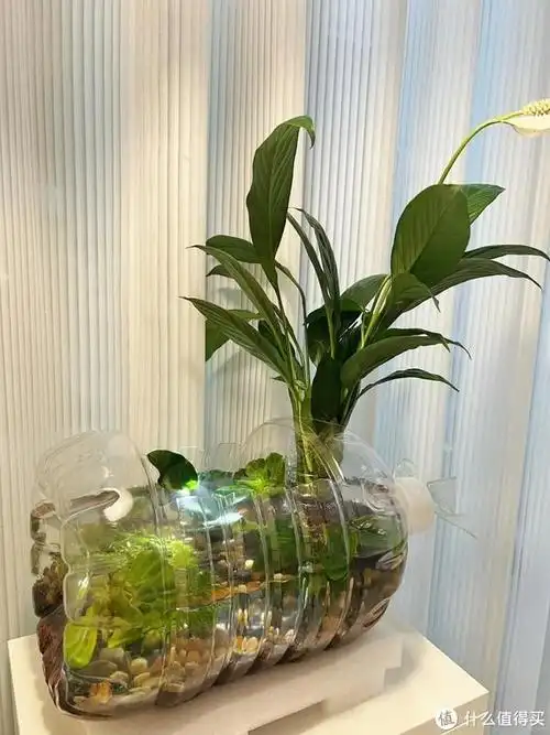不要钱的"矿泉水桶"别扔,自制生态小鱼缸,摆在桌上,美了|鱼缸|矿泉