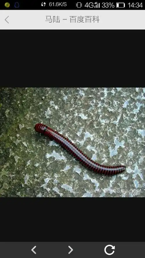 马陆(millipede)也叫千足虫,千脚虫,秤杆虫.