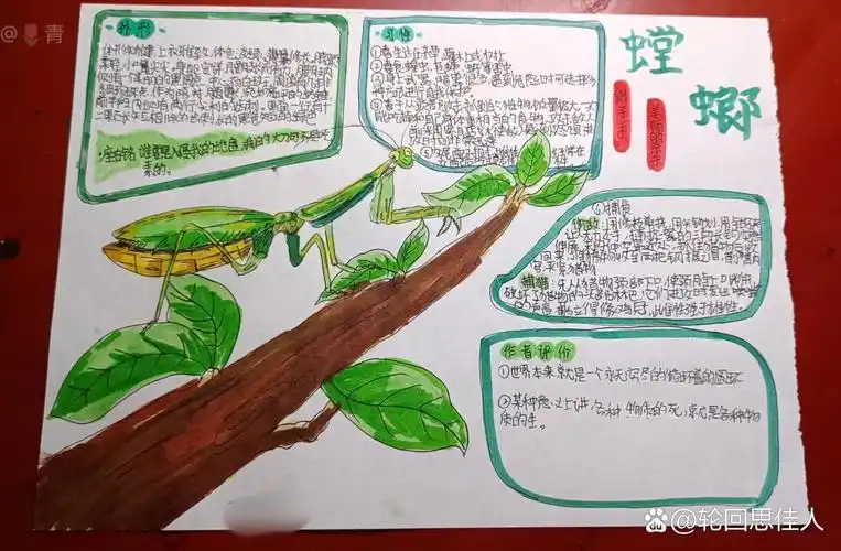 《昆虫记》螳螂介绍