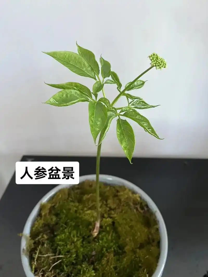 客户买回去20天左右,从一根人参,长出来杆儿和叶子 - 抖音