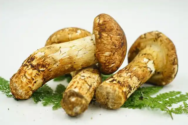 香格里拉松茸 1000克 珍品