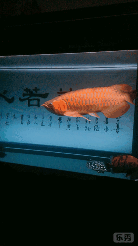 养龙鱼就是为了看,没办法太爱这些粘人的小妖精了!