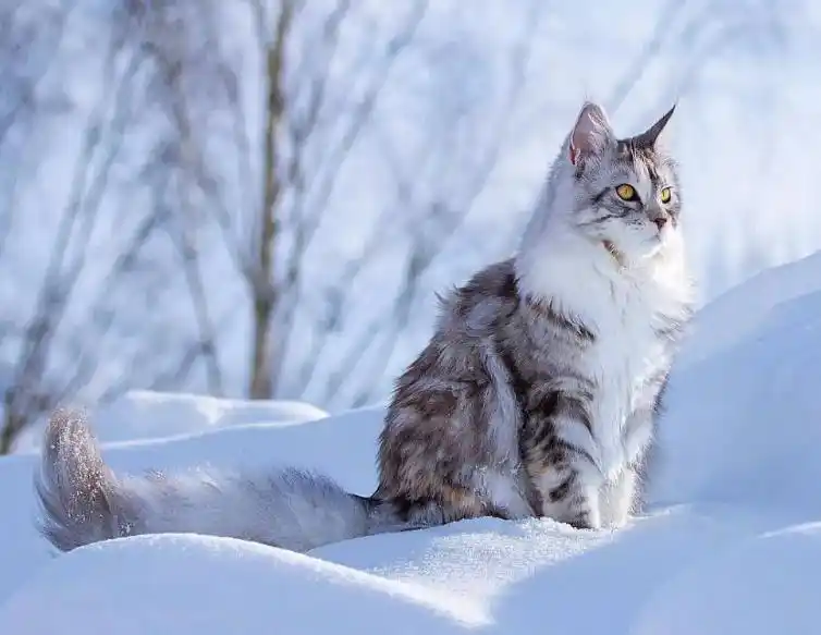 喵界总裁,帅气冷酷,霸气型猫咪缅因猫