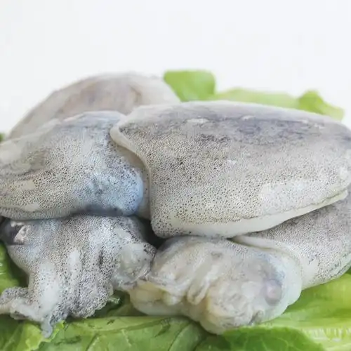 海鲜水产新鲜墨鱼仔野生目鱼新鲜海捕小鱿鱼鲜活小墨鱼八爪鱼章鱼