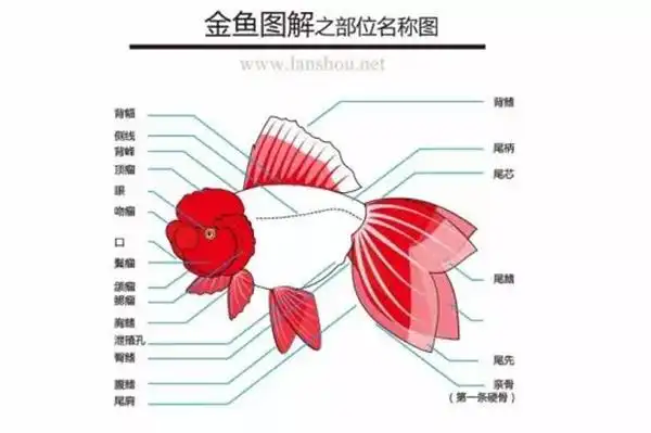 金鱼各部位名称图解