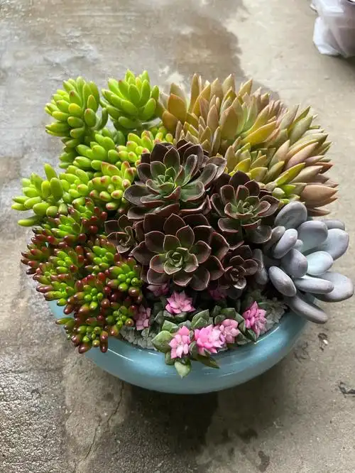 多肉植物好看的小肉肉