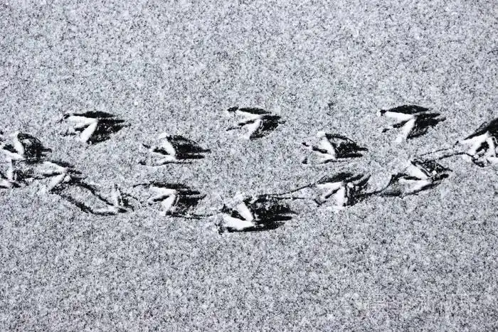 鸭子的脚印在湖面上覆盖着一层薄薄的冰雪