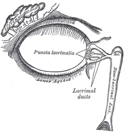 lacrimal apparatus
