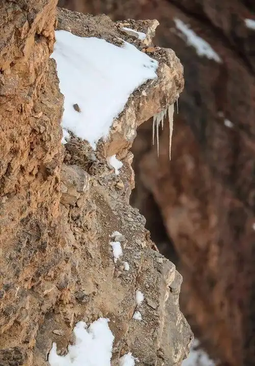 考眼力,你能在图中找到它么?|猫科动物|友友|豹子|狮子_网易订阅