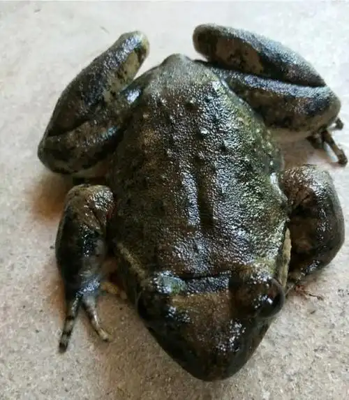 因为这个原因导致了石蛙的价格非常高,现在市场上的价格从80块到150块