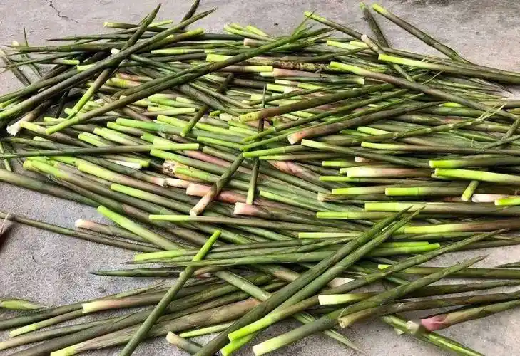 庐山人这个小竹笋丛生的季节你去拔过小笋吗