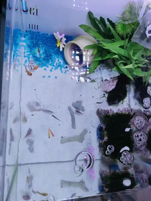 水晶虾貌似稳定了,鱼开始了,从最开始的黑玛丽,之后的白玛丽,一对黑