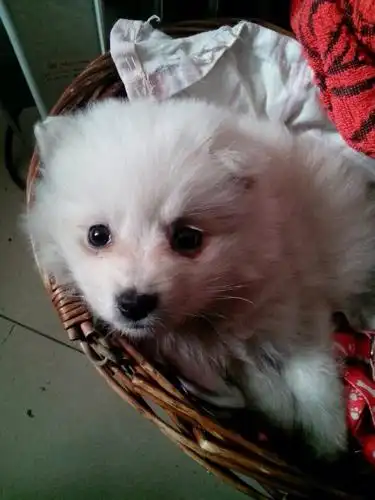 求高手看看这只银狐值多少钱