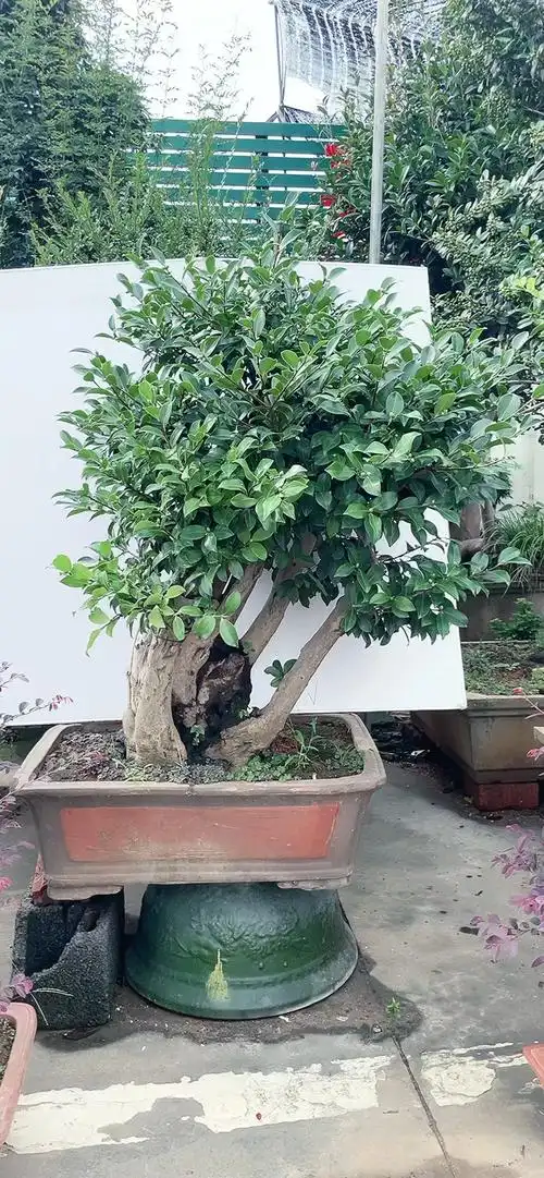 连体古桩茶花桩又开始出花苞啦