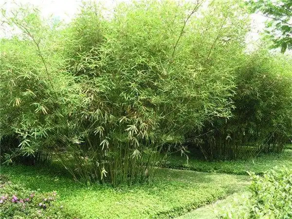 慈孝竹慈孝竹批发慈孝竹价格基地低价直销