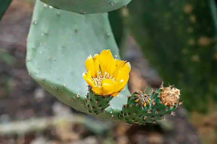 撒哈拉沙漠的角蝰