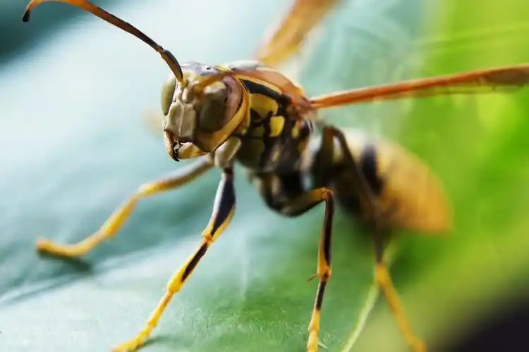 马蜂有什么生活习性