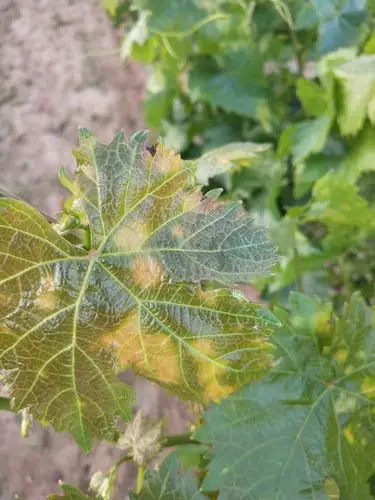 这是百草枯危害过的葡萄,地上地下,相邻的地方已经开始干枯.