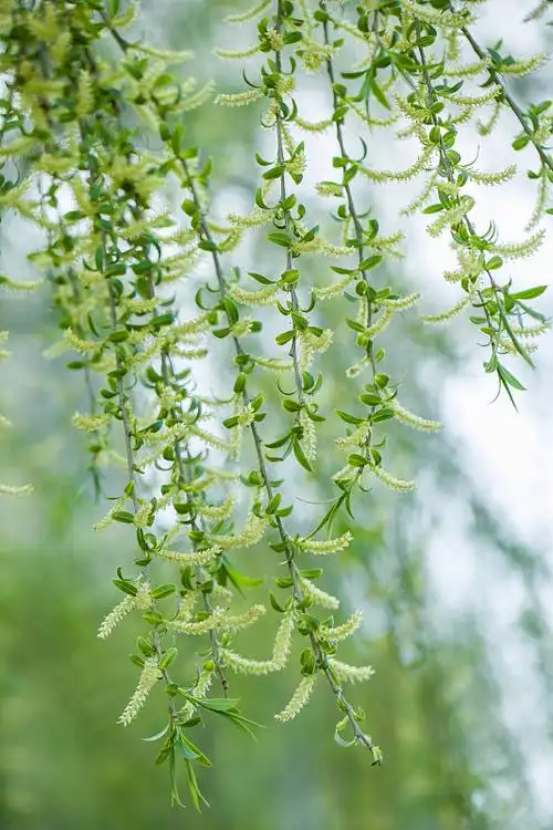 春天柳枝图片下载