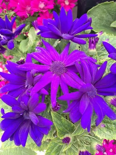 一种深紫色的花朵,有人知道是什么花吗?