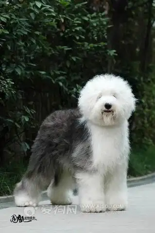 多乐士油漆广告里的狗图片