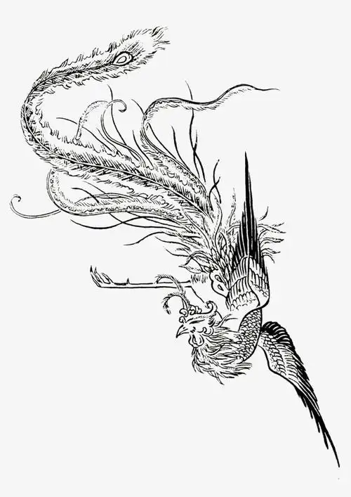 手绘凤凰