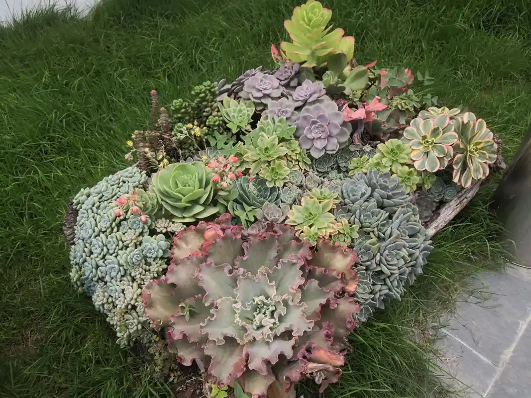 多肉植物算得上是最好组盆造景的植物之一,植株低矮,株型紧凑,色彩