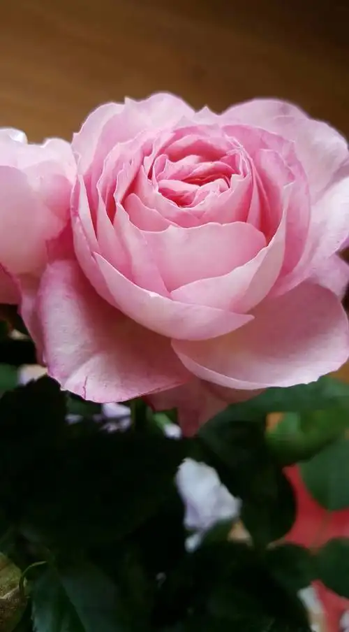 喜欢你那灿烂的微笑戴安娜玫瑰