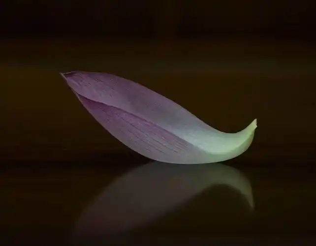 你是荷花一瓣水龙拍荷