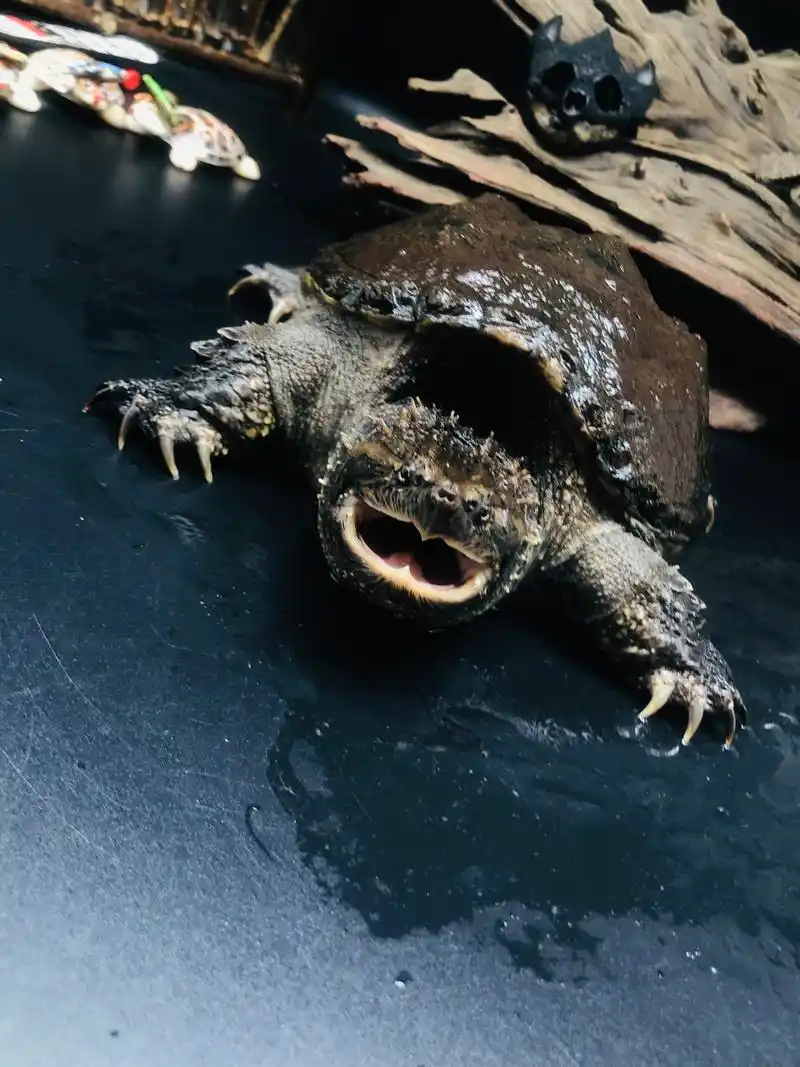 正宗纯种佛罗里达拟鳄龟图文欣赏