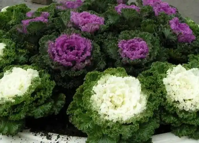 湖北羽衣甘蓝为您推荐质量好的羽衣甘蓝