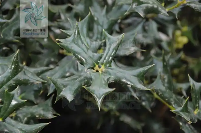 (别名八角刺,狗骨刺,构骨,老虎刺,老鼠树,猫儿刺.