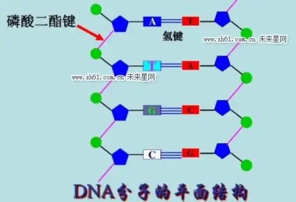 dna分子的平面结构图