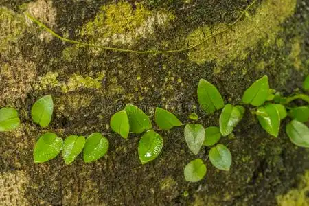 缠绕在树上的藤蔓照片