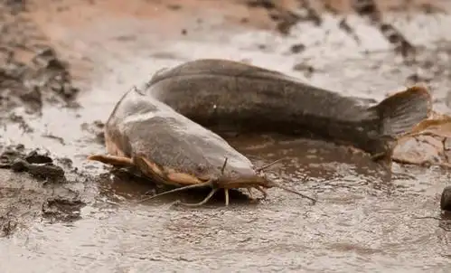 埃及鲶鱼扎根中国近40年,广东人拿它也没办法|鱼种|罗非鱼_网易订阅