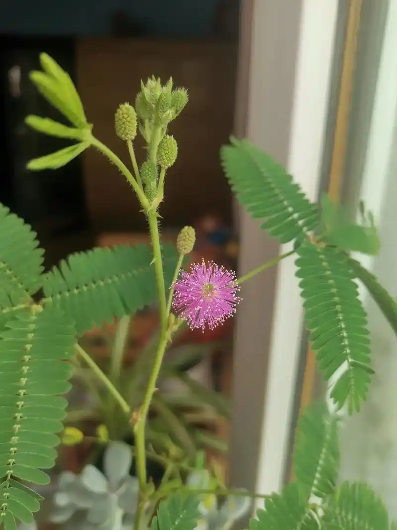 今天大暑含羞草居然开花了花朵竟然是个球形的长见识了