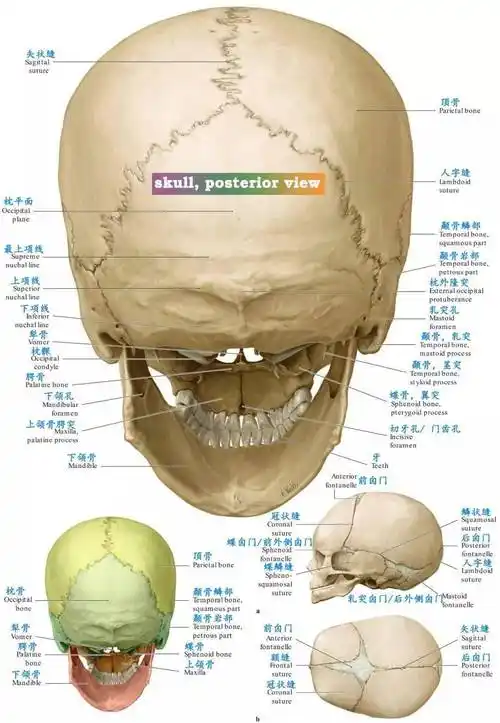 必点收藏 | 超精致全套颅骨图谱