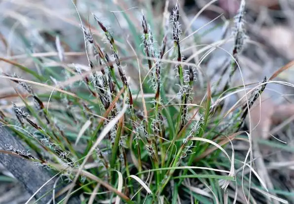 p>低矮薹草(学名: i>carex humilis /i> leyss.