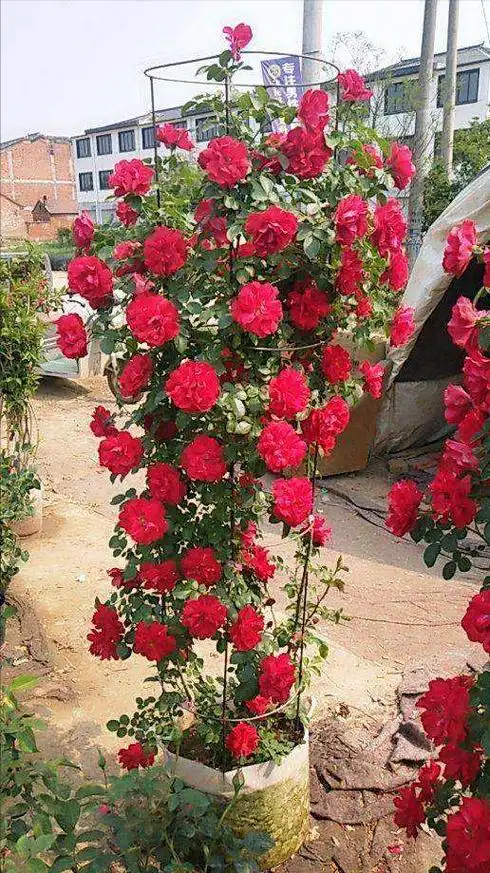 开红花的植物,6种"喜庆花",搬回家,红红火火